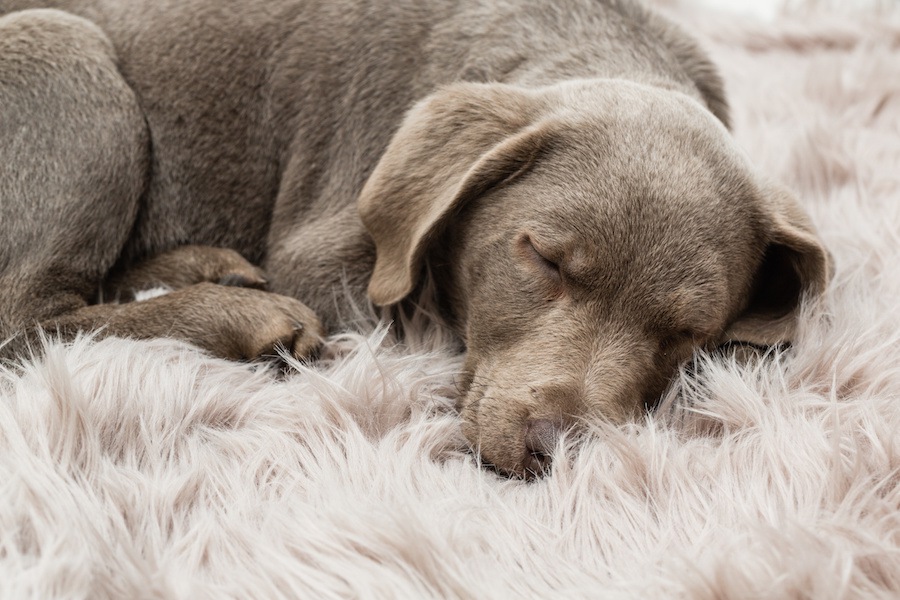 愛犬が亡くなったら。自宅でやるべきことから葬儀の種類まで