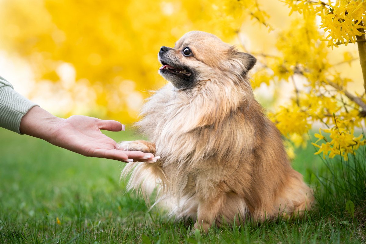 犬が理解できる単語やフレーズはいくつくらい？「犬と言葉」に関する研究結果