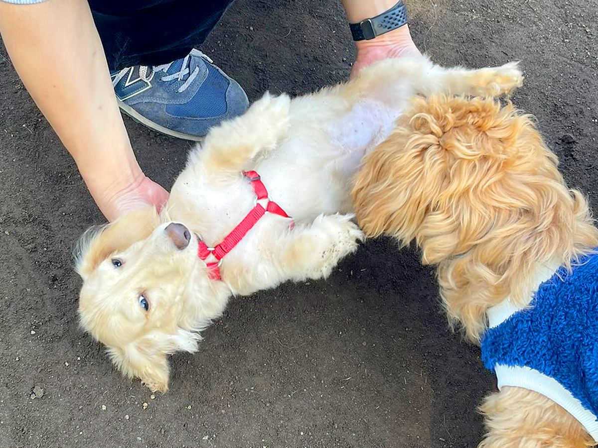 ドッグランで初対面の犬に挨拶をした結果…まさかの『降参する光景』が可愛すぎると3万いいね「献上されてて草」「手伝ってもらってるｗ」と反響