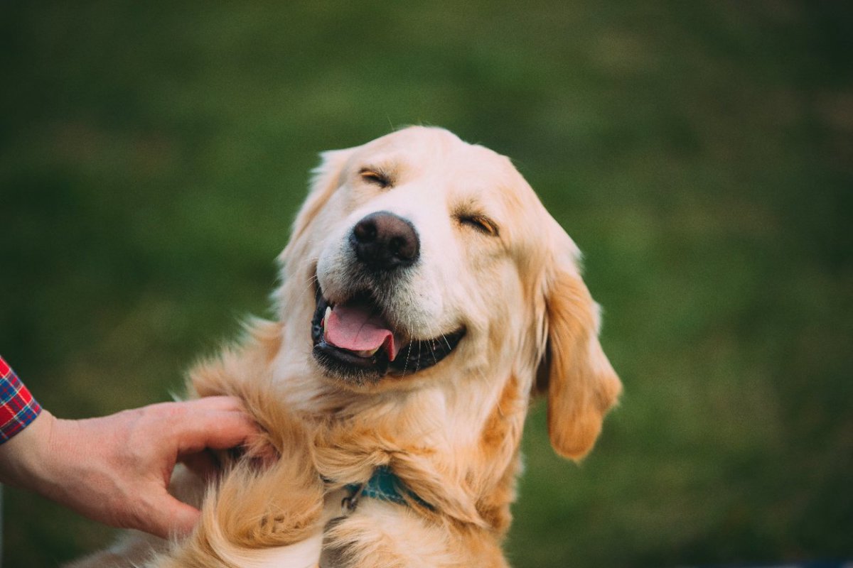 『人が大好きな犬』の特徴5選　犬よりも人間が好き？人懐っこく育てる方法はあるの？