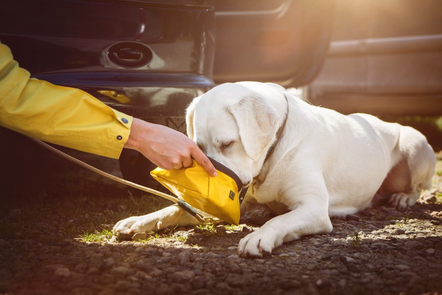 災害時、愛犬の飲み水はどうすればいい？