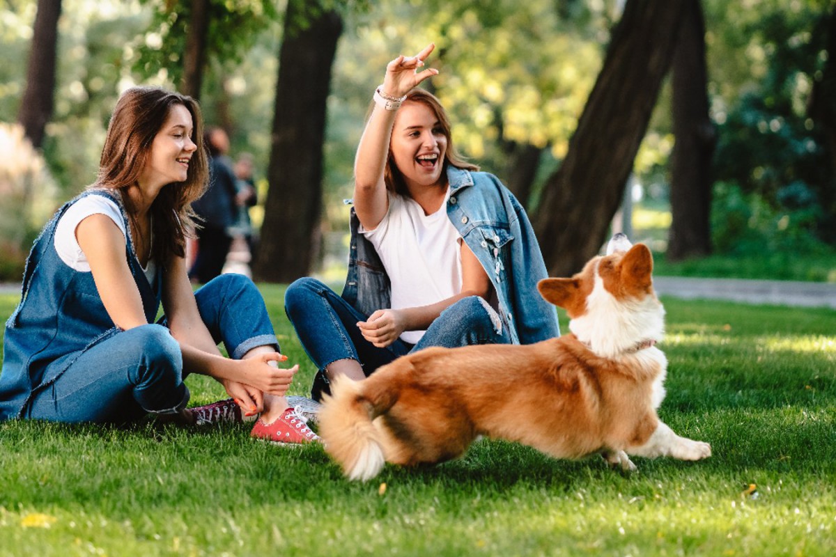 犬の飼い主は飼っていない人よりも幸せを感じているという調査結果