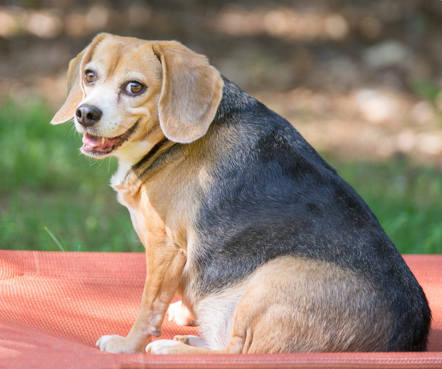 太り過ぎの犬は適正体重の犬よりも寿命が短くなるという研究結果