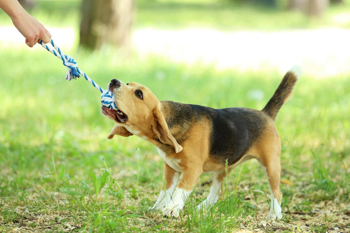 愛犬用の『ロープのおもちゃ』には危険が潜んでる？知っておくべき4つのリスクと正しい使い方をご紹介