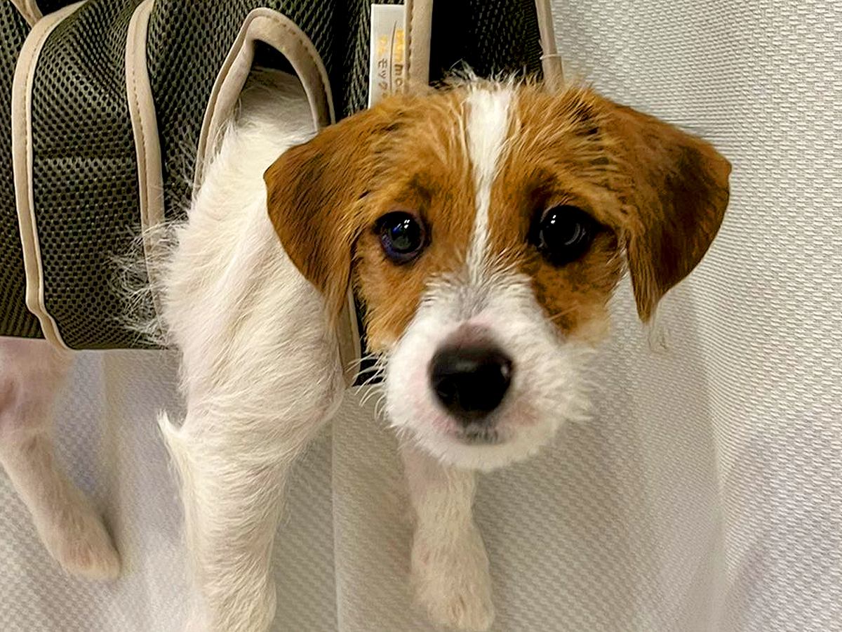 爪切りするため、子犬を宙づりにした結果→『大笑いしてごめん…』あまりにもシュールな光景が140万表示「笑ったｗ」「うちもやります」と反響