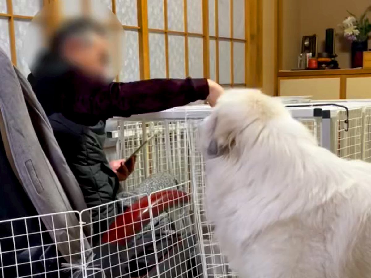 おじいちゃんを散歩に誘う超大型犬→断られてしまい…思った以上に健気な『再アタックする光景』が129万再生「大好きなの伝わる」「頭いい」