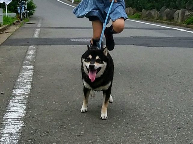 虐待疑いの怯えた柴犬が、甘ったれのワガママ犬になるまで