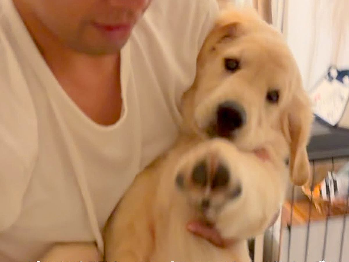 寝る時間になってもベッドに行かない大型犬→お父さんに『強制連行』されて…甘えん坊な『就寝前の光景』が67万再生「可愛すぎ」「赤ちゃんｗ」