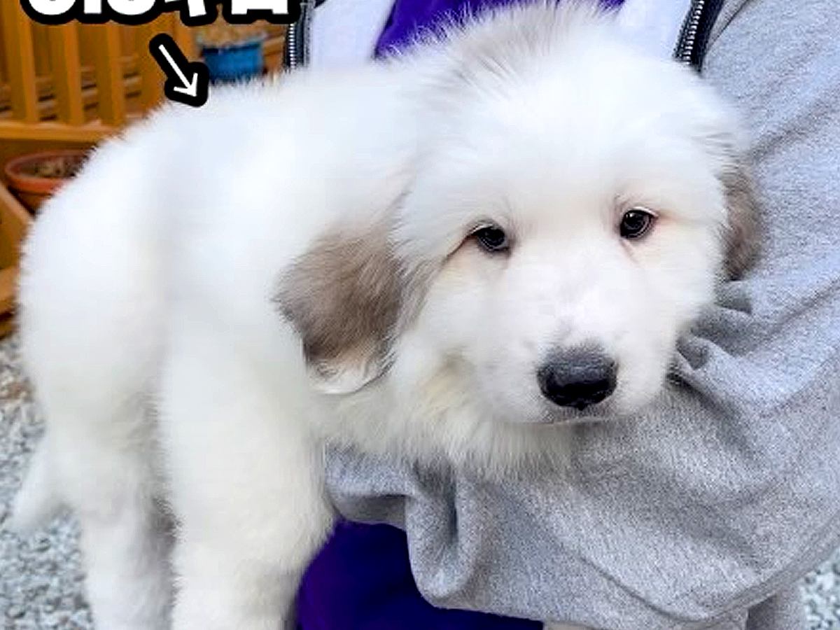 『こんなに小さかった赤ちゃん犬が…』1年後→同じ犬とは思えない『衝撃のビフォーアフター』が422万再生「蹴り倒すの草」「ワロタ」と絶賛