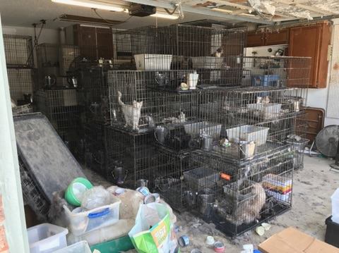 異臭がするとの通報で民家から100匹以上の犬猫の多頭飼育が発覚！