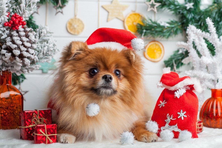 犬のクリスマスコスチュームおすすめ９選