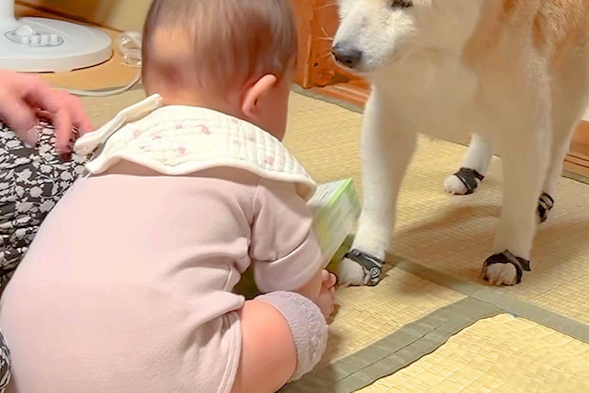 赤ちゃんがひっくり返ってしまい、号泣した結果→17歳のおばあちゃん犬が近づいて…あまりにも尊い光景が45万再生「感動」「幸せで溢れてる」