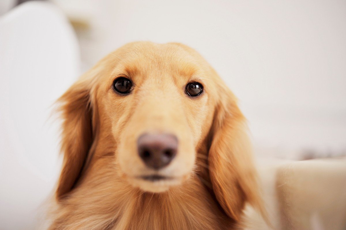 犬が飼い主を煙たがっている時の仕草や態度３つ