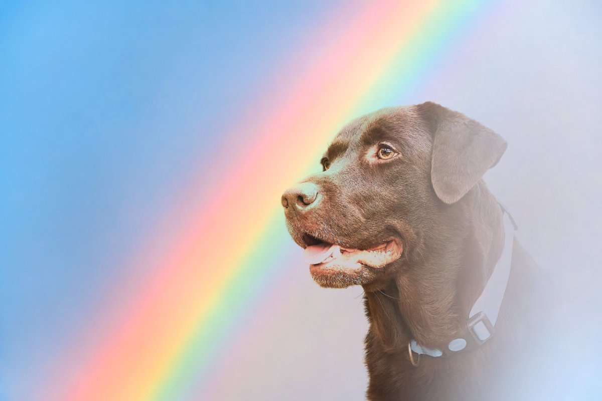 亡くなった犬のお盆の迎え方とは？飼い主は何をすべき？適切な供養の仕方までご紹介