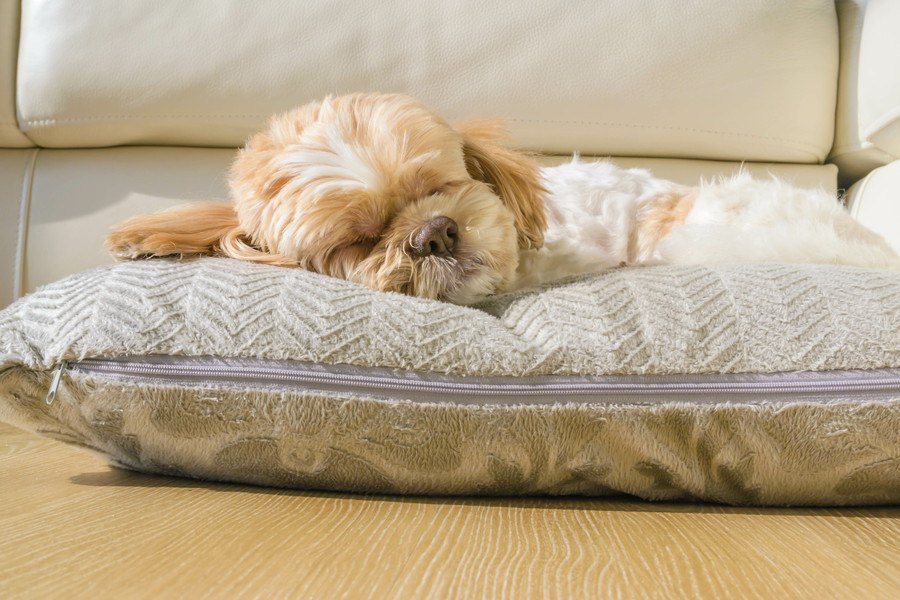 愛犬の負担になってない？犬の『飼い主がやりがちなエゴ』５選