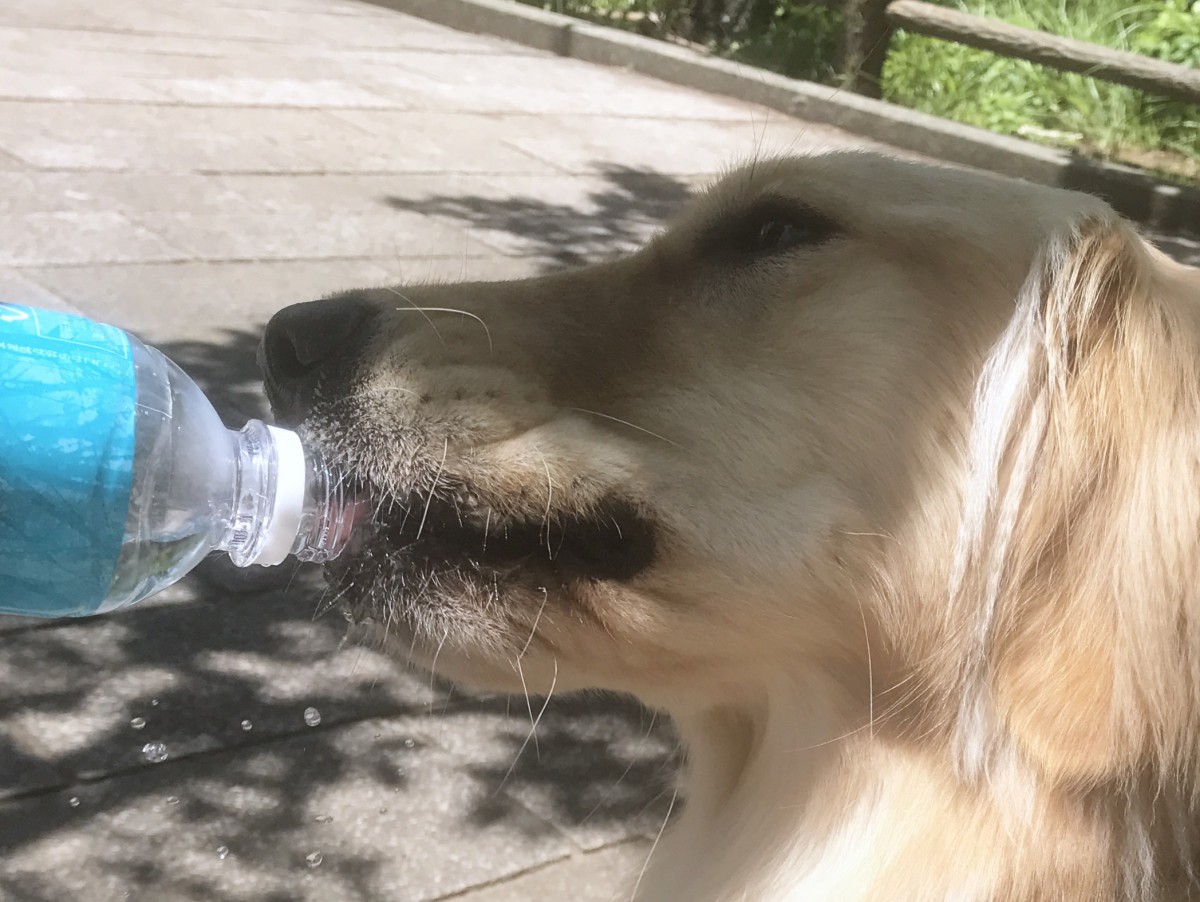 犬の体調管理に必須！水との関係