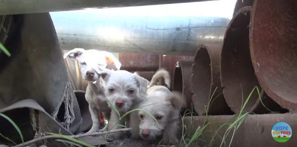 犬の親子を保護してみたら驚きの展開に！父の日にちなんでお届け★