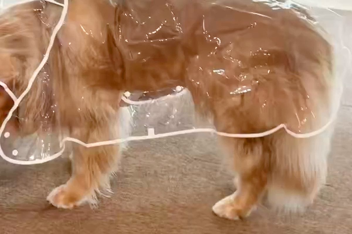 雨なので『カッパ』を着せられた大型犬→思った以上に『この世の終わりのような表情』に2万いいね「好きすぎるｗｗ」「虚無顔がかわいそ可愛い」