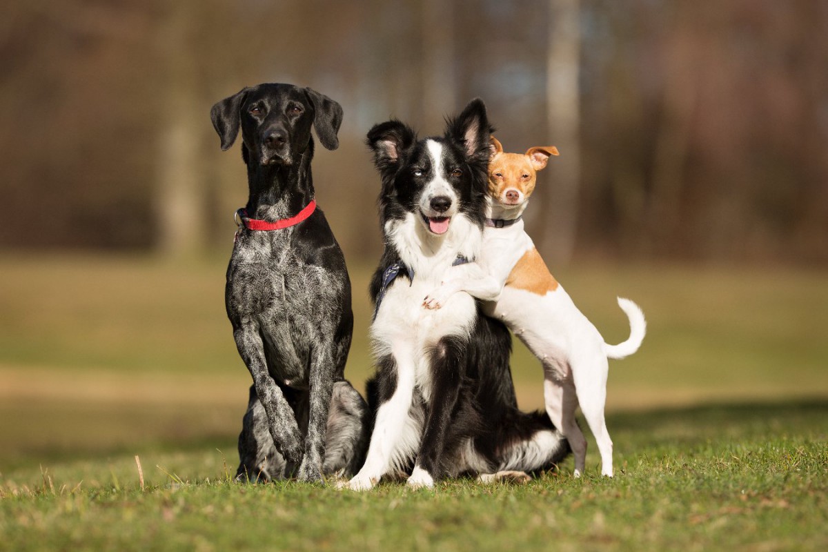 多頭飼いの犬の間の順位を決める要素は何だろう？【研究結果】