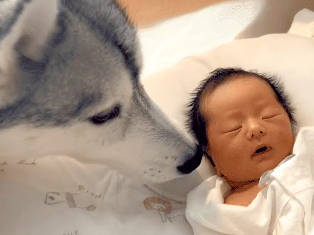 赤ちゃんと初めて会った大型犬→すぐ『新しい家族』と理解して…泣けるほど尊い『優しい光景』が20万再生「いいお兄ちゃんになる」「幸せ家族」