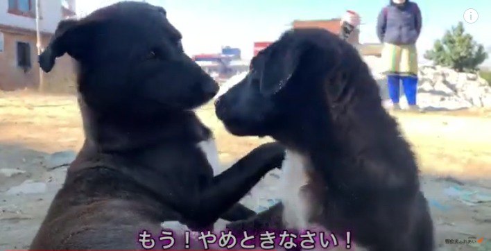 わんぱく息子を持つ野良犬ママの愛ある育児風景にほっこり