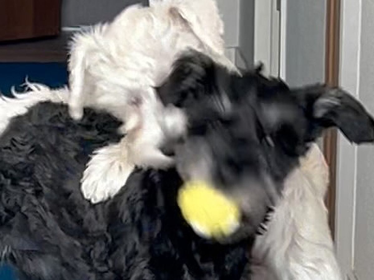 ボール遊び中の犬２匹→取って戻ってこようとしたら…思わず応援したくなる『まさかのやりとり』が可愛すぎると話題「うちも同じ」共感の声も