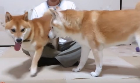 雷がこわい！避難の仕方に個性が現れる柴犬コンビ