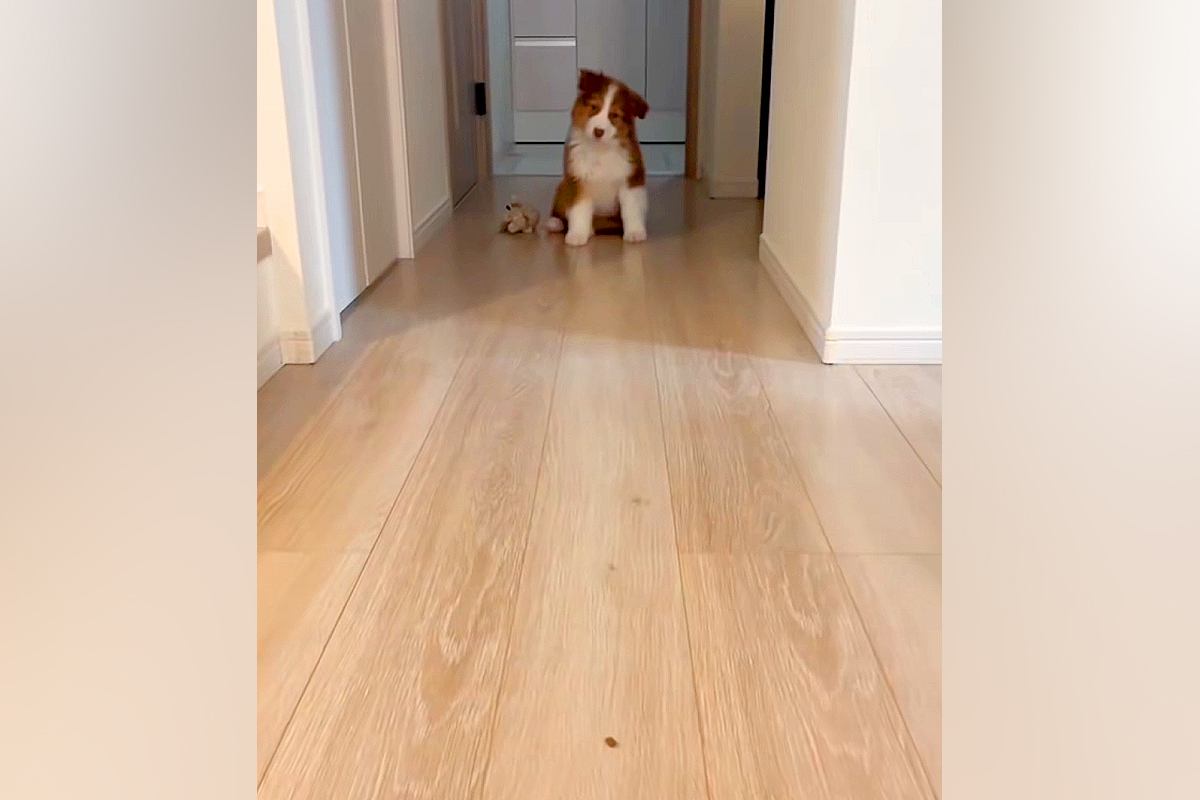 オヤツを床に置き、子犬を呼んでみた結果→『ちゃんと食べるかな』と見ていたら…『想定外の光景』が71万再生「尊すぎる…」「なんて可愛いの」