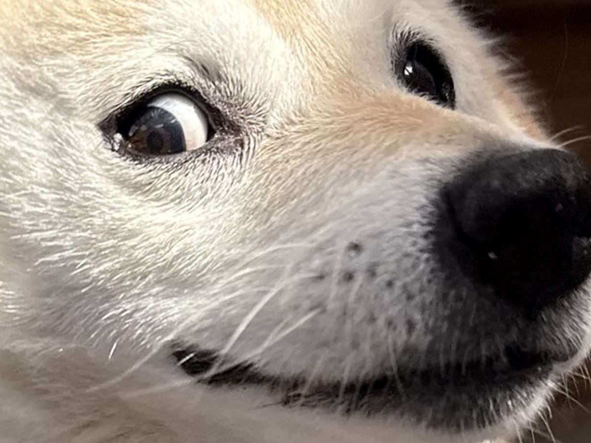 何気なく犬の写真を撮った結果→奇跡的に撮れた『アニメのような表情』が46万表示「キーホルダーにしたいレベル」「耳どこいったｗ」と爆笑