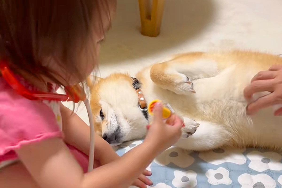 2歳の女の子の『お医者さんごっこ』に付き合う犬→患者役に任命されて…無茶苦茶すぎる光景が39万再生「患者さんうますぎて草」「可愛い世界」