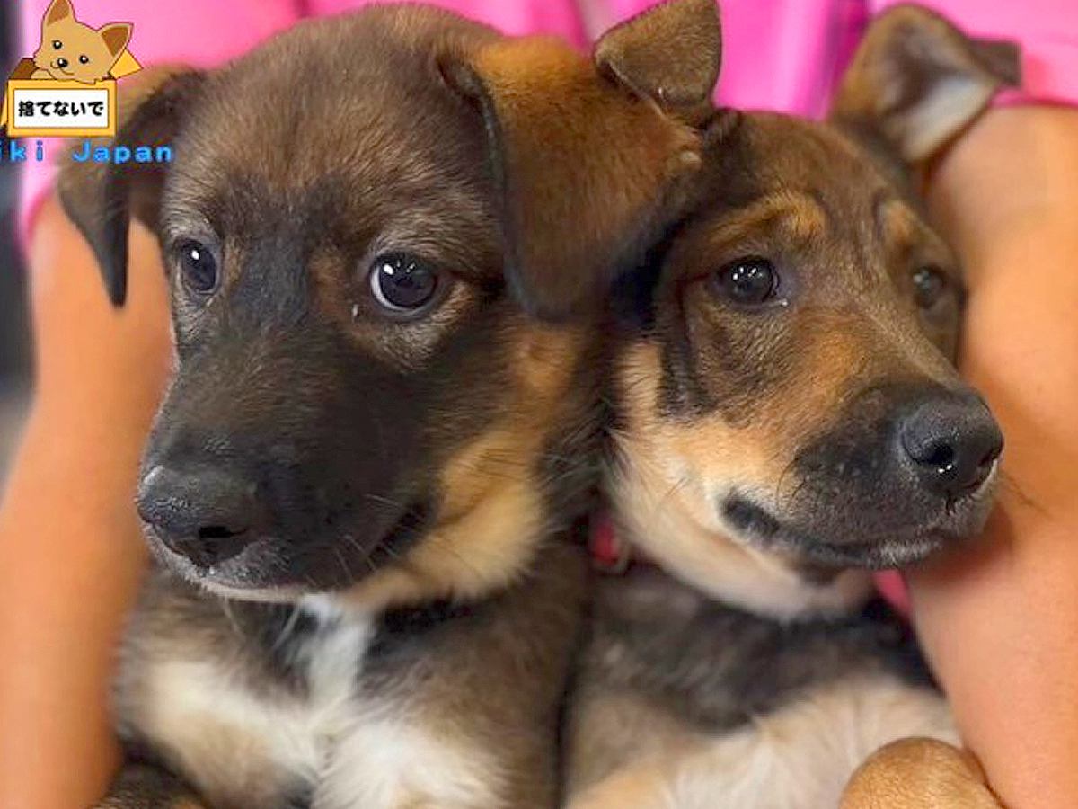 野犬の兄妹をレスキュー→1匹だけ家族が決まり、お別れの日がきたと思ったら…涙あふれる『まさかの展開』が3万再生「素晴らしい」と感動続々