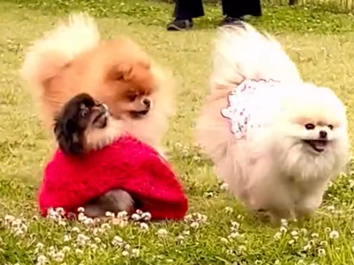 『可愛い服を着ている犬』を撮影中、突然ほかの犬が押し寄せてきて…芸人顔負けの『100点なリアクション』が73万再生「めちゃ可愛いｗ」と絶賛