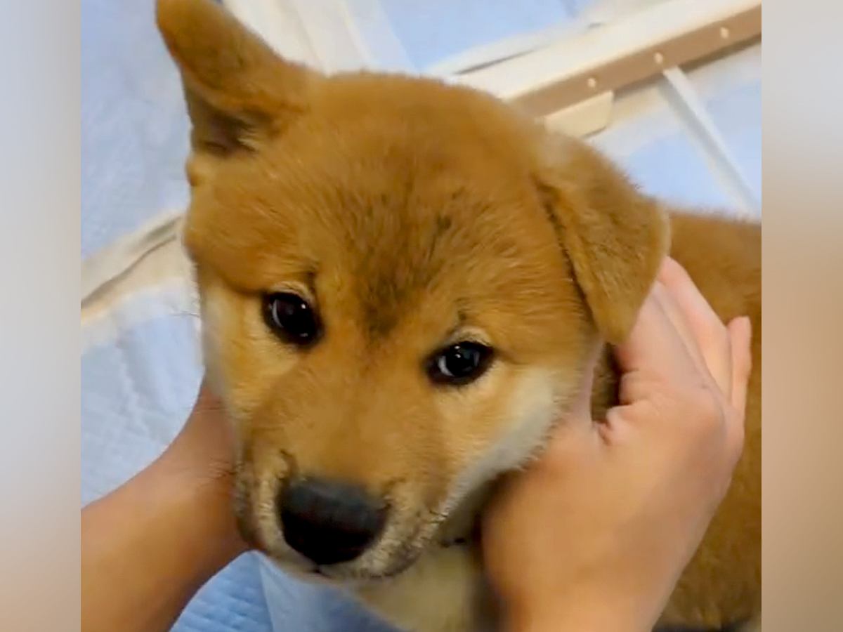 カラスに怯える赤ちゃん犬→安心させようと『名前』を呼んだら…とんでもなく尊い『初めて名前を認識した瞬間』に悶絶「愛おしすぎ」「可愛い…」