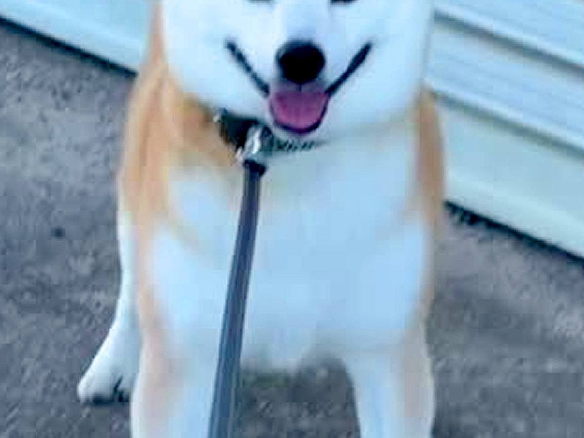 朝6時、お散歩に出かけた犬が『拒否』をした結果→想像と違った『まさかの表情』が35万再生「どんな感情なのw」「堂々として誇り高い」と反響