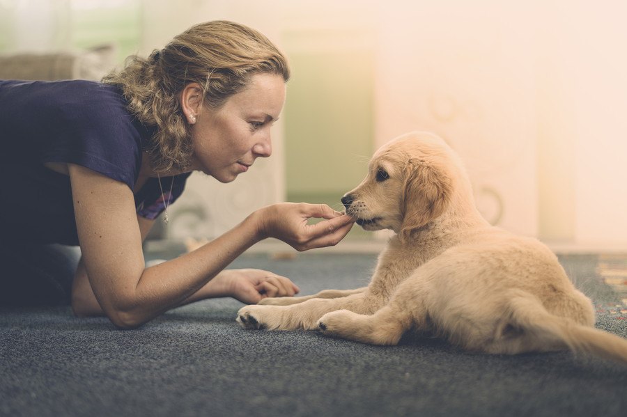 パピーウォーカーとは盲導犬を目指す子犬を育てるボランティアさん