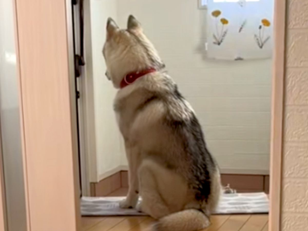 遊びにきた甥っ子と姪っ子が帰ったら、玄関で…大型犬がみせた『泣ける行動』が143万再生「背中がホント寂しそう」「楽しかったんだ」と反響