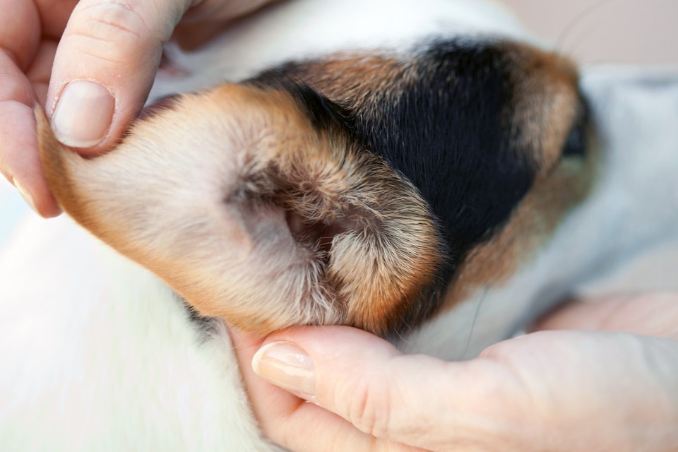 愛犬の耳掃除をちょっとだけ簡単にするお薬。私のオススメは「エピオティック」！