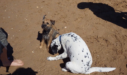 犬が足を舐めるのはなぜ？ ～動物愛護国イギリスわんこ事情～