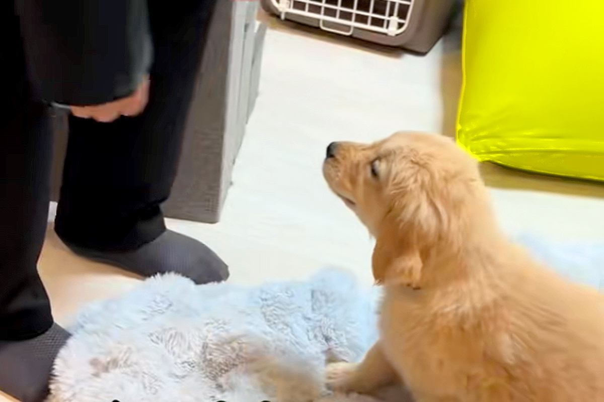 パパに内緒で『大型犬の赤ちゃん』を飼った結果→帰ってきた瞬間に…微笑ましすぎる『初対面の光景』に反響「最高すぎる」「サプライズ泣ける」