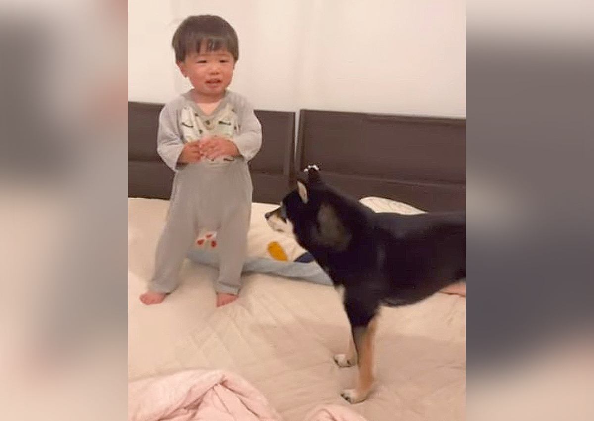 犬が『ギャン泣きする1歳児』にとった行動…笑顔を取り戻した温かな光景が92万再生「いいお兄ちゃん」「幸せいっぱい」の声