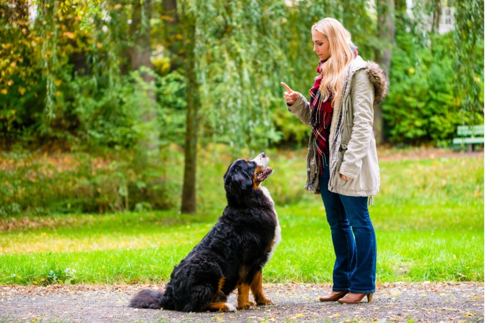 【飼い主だけじゃない】人と楽しく安全に暮らすために犬に必要な６つのマナー