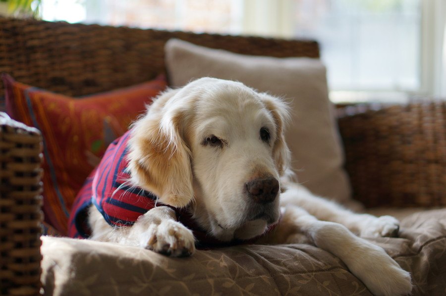 犬が老眼になっている時によくする行動４選！早めに気づいて最適な環境づくりを