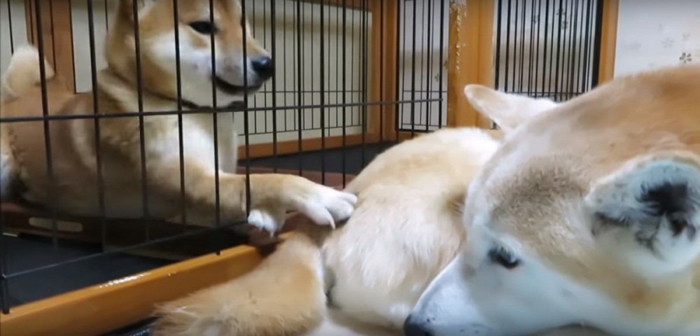 大好きな先輩犬のお尻を無心でツンツンする柴犬ちゃんが可愛い♡