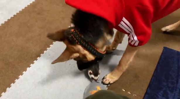 ヌッシのスリッパは誰の手に？大型犬とフェレットの熱き戦いが話題