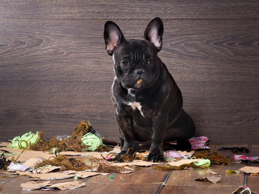 誤飲・誤食犬に問題行動をやめさせる4つの方法