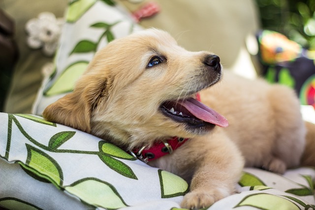 犬がブラッシング嫌いになる原因や対処法