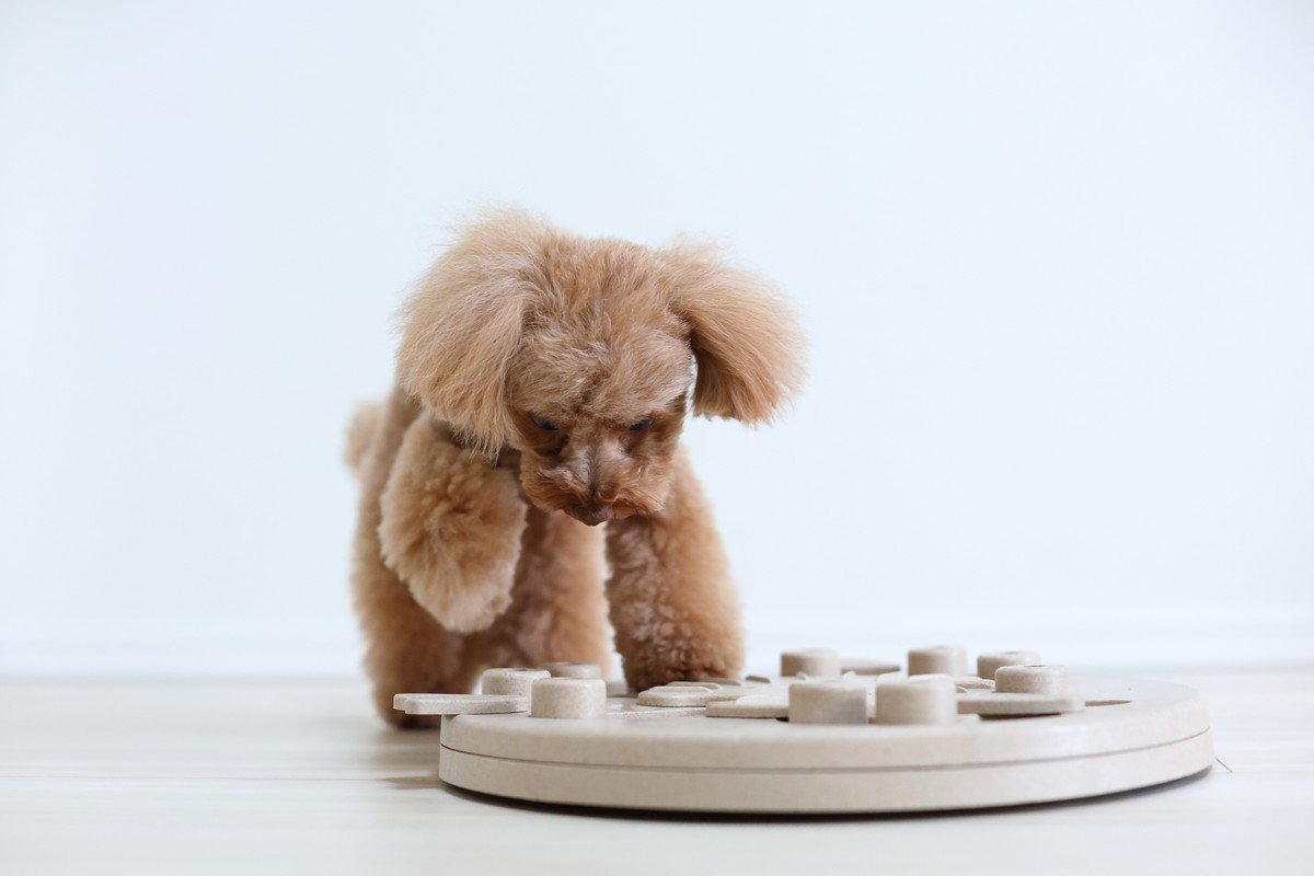 犬の『知能』を調べる方法3選　ワンコのIQは人間でいうと何歳ぐらいなの？賢く育てるコツまで