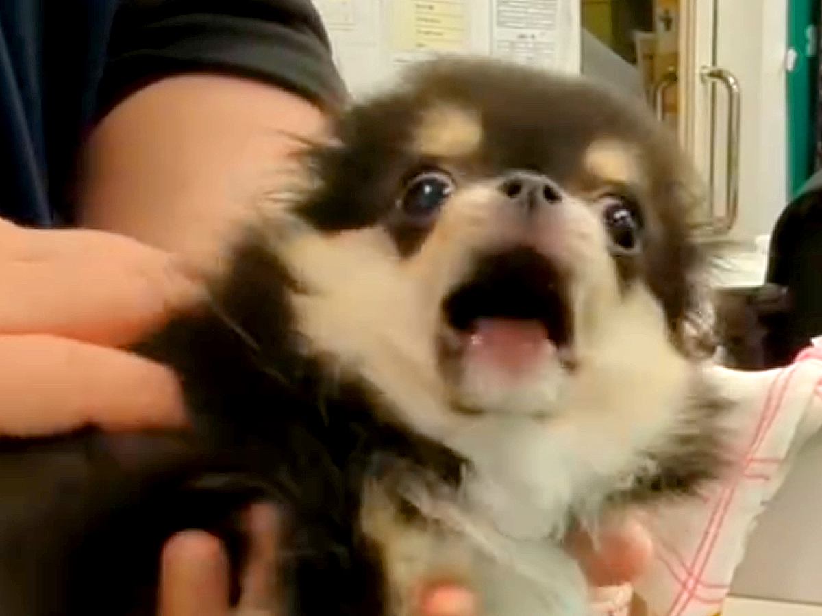 注射におびえてギャン泣きしていた子犬→１年後…『成長のビフォーアフター』が可愛すぎると102万再生「大人になった」「ちょっと寂しい」の声
