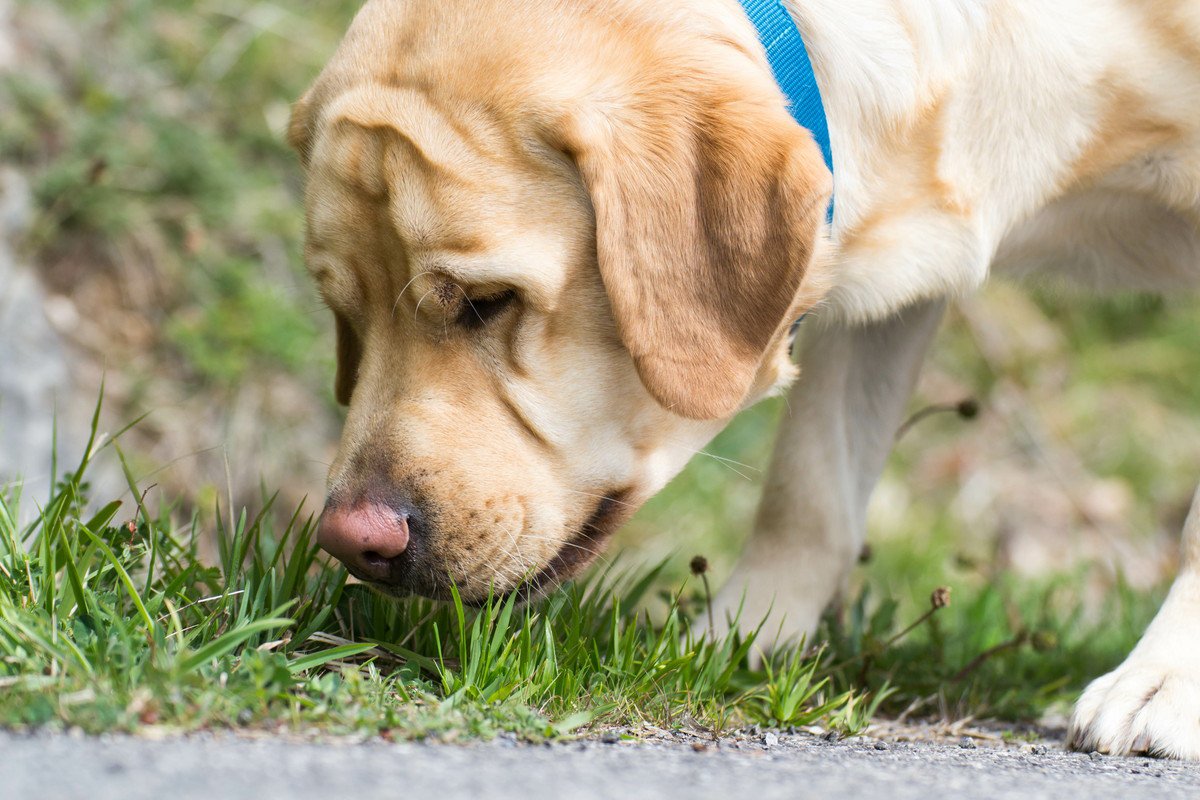 犬が食糞をしてしまう『4つの心理』主な原因や食べさせないための防止策まで