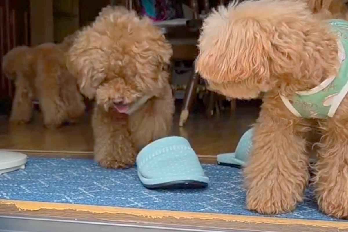 生まれつき両目が見えない犬→段差に行くと、同居犬たちが『落ちないように』と…感動的な光景が35万再生「みんな優しい」「母の眼差しが…」